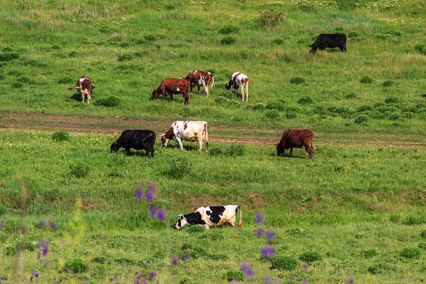 Cows grazing on pasture.