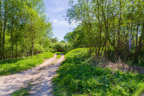 istock Road from rubble along the forest in spring on a Sunny day 1130254819