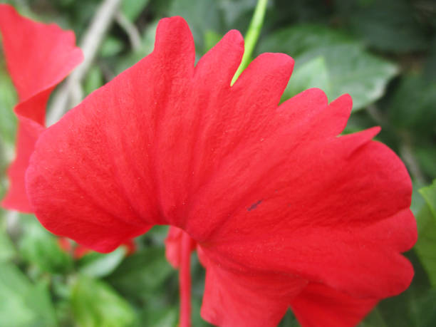 istock Colourful flowers, Beautiful nature 1130254956