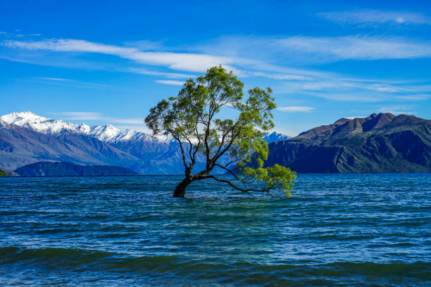 istock A Majical Lone Tree - That Wanaka Tree on Lake Wanaka, backdropped by the Beautiful Southern Alps in Wanaka, South Island, New Zealand 1130255063