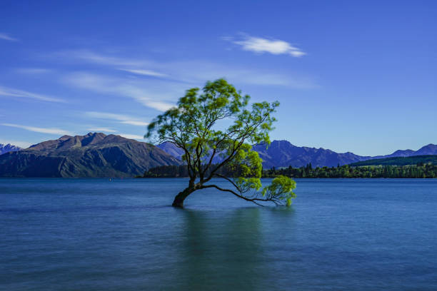 istock A Majical Lone Tree - That Wanaka Tree on Lake Wanaka, backdropped by the Beautiful Southern Alps in Wanaka, South Island, New Zealand 1130255090