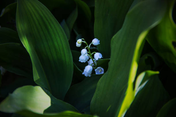 istock White lily of the valley. Background close-up. 1130255301
