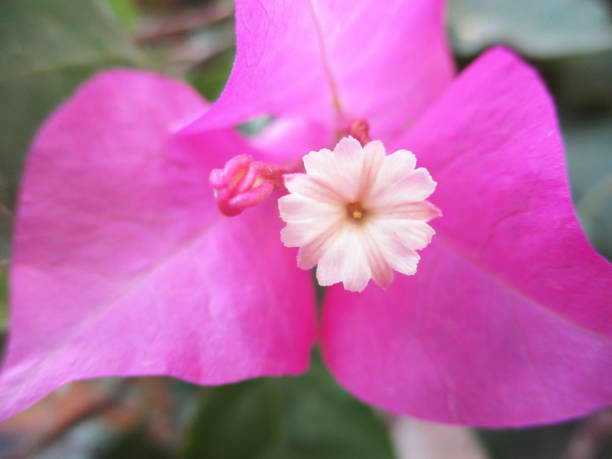 istock Colourful flowers, Beautiful nature 1130255490
