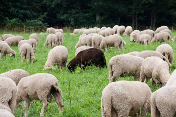 a black sheep among the white ones (an association with the proverb: a black sheep in flock) - fleece coat imagens e fotografias de stock