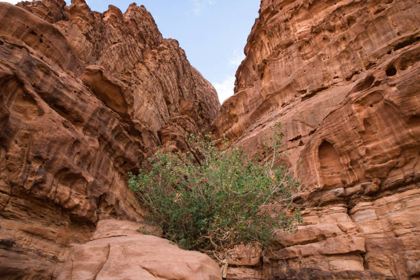 istock Lawrence's Spring in Wadi Rum, Jordan 1130256497