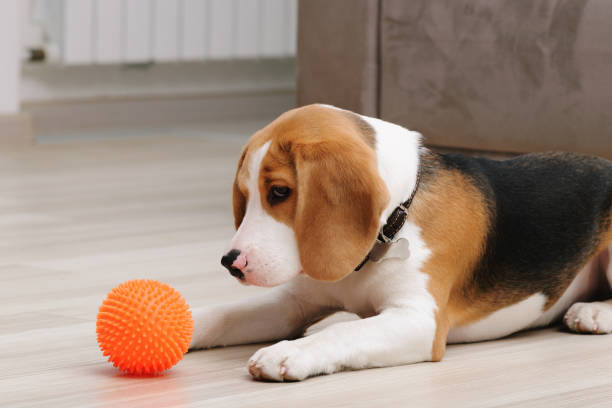 istock Beagle puppy playing with ball dog toy 1130258974