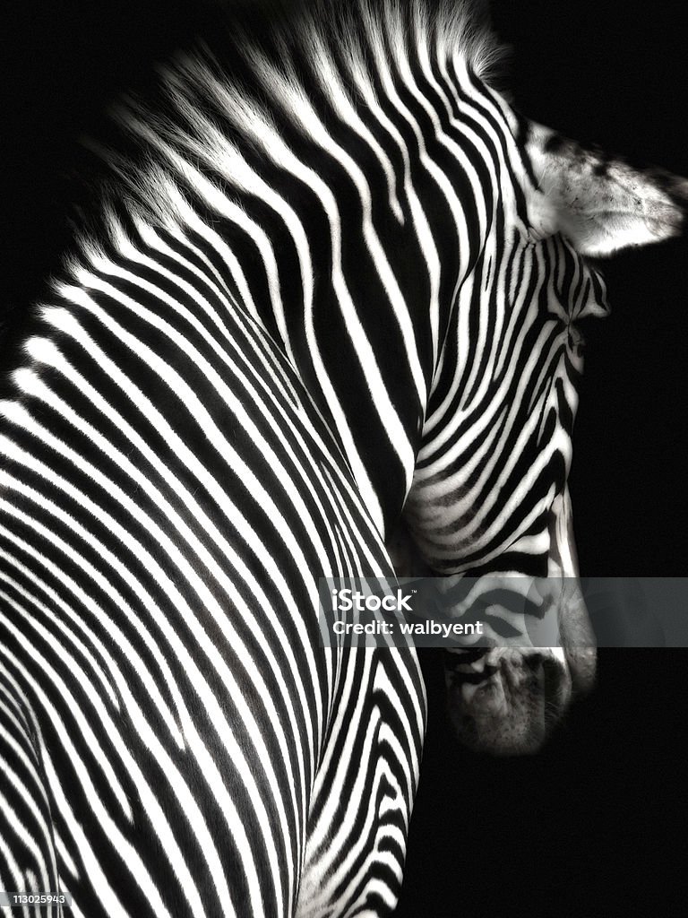 Black and White Zebra  Animal Stock Photo