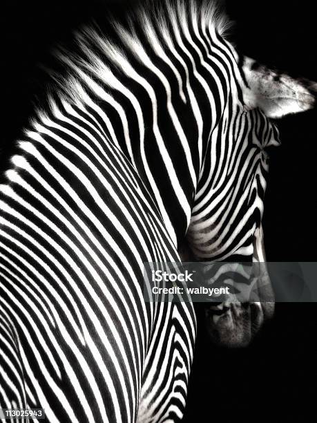 Black And White Zebra Stock Photo - Download Image Now - Animal, Animal Body, Animal Body Part