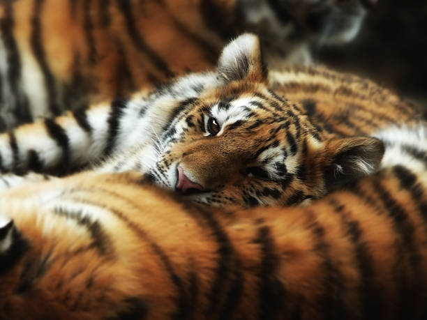 istock Tiger Cub Resting on Mom's Back 113026164
