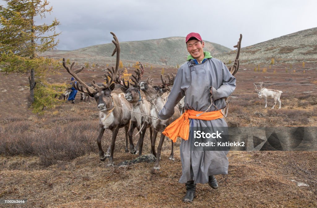 mongolian man in a traditional deel walking with reindeers Independent Mongolia Stock Photo