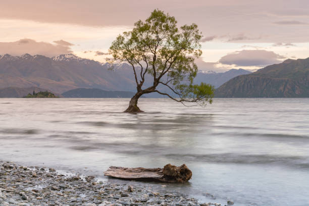 istock Lone tree in Wanaka water lake 1130263198