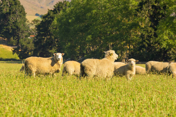 istock Sheep farm over green glass 1130264384
