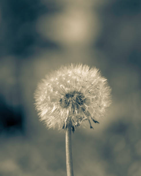 istock Dandelion black and white 1130264618