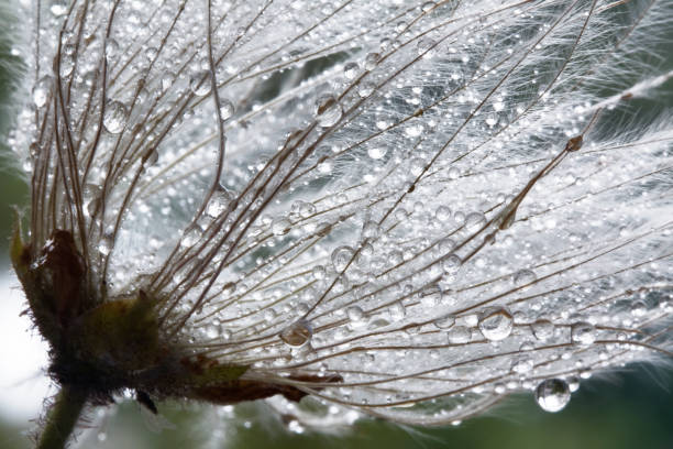 avens di montagna (dryas octopetala) con gocce d'acqua - dandelion water dandelion seed dew foto e immagini stock