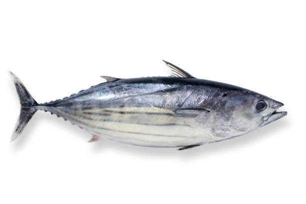 хороший - tuna стоковые фото и изображения