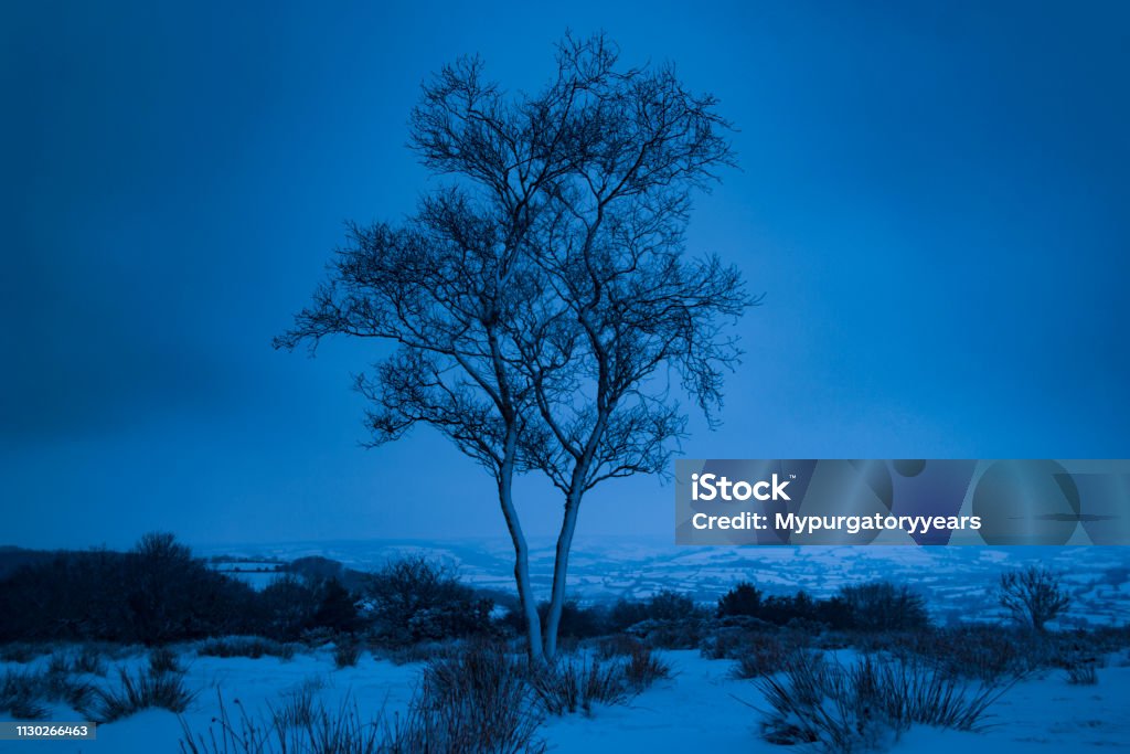 Única árvore na neve durante a noite - Foto de stock de Assustador royalty-free