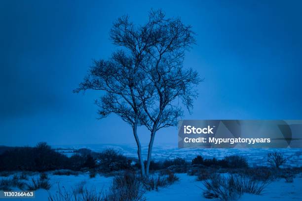 Foto de Única Árvore Na Neve Durante A Noite e mais fotos de stock de Assustador - Assustador, Beleza natural - Natureza, Bosque - Floresta