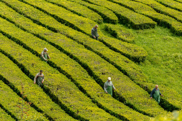 vue sur les rangées de plantation de thé à l'usine de thé cha gorreana avec des arbres verts et fond de ciel bleu. la plus ancienne, et seulement, la plantation de thé en europe, sao miguel, açores - tea island photos et images de collection