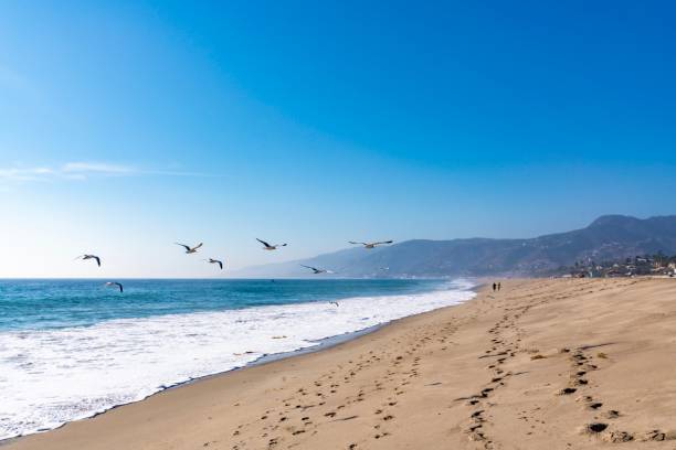 möwen fliegen in malibu beach kalifornien - horizon over water malibu california usa stock-fotos und bilder