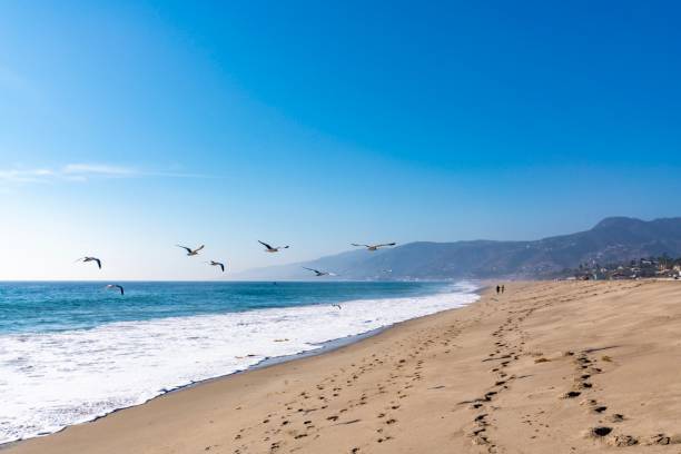 ビーチ カリフォルニアのマリブで飛んでいるカモメ - horizon over water malibu california usa ストックフォトと画像