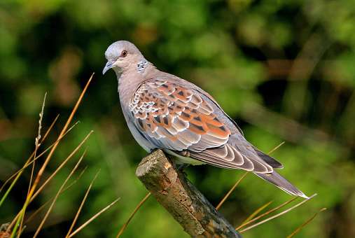 Eurasian Turtle-dove (Streptopelia turtur) immature molting out of juvenile plumage perched on wooden post