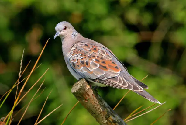 Photo of Eurasian Turtle Dove