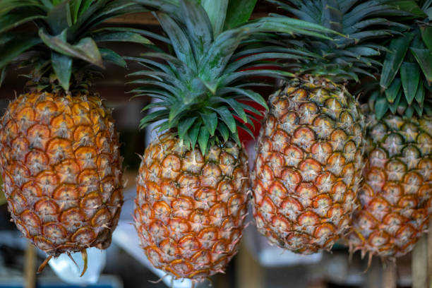 Ripe pineapples with green leaves on market stall. Yellow pineapple for sell. Tropical fruit on natural farm market