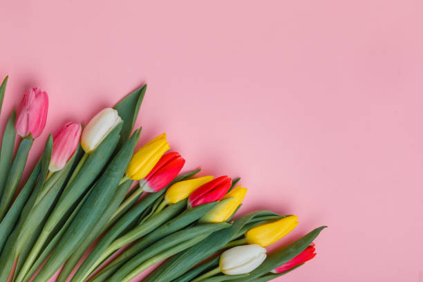 istock Valentine's Day background. Beautiful fresh tulips. 1130268730