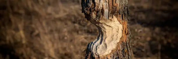 Photo of tree trunk nibbled by beavers on the river bank.