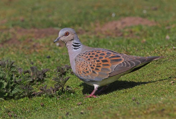 istock Eurasian Turtle Dove 1130269918