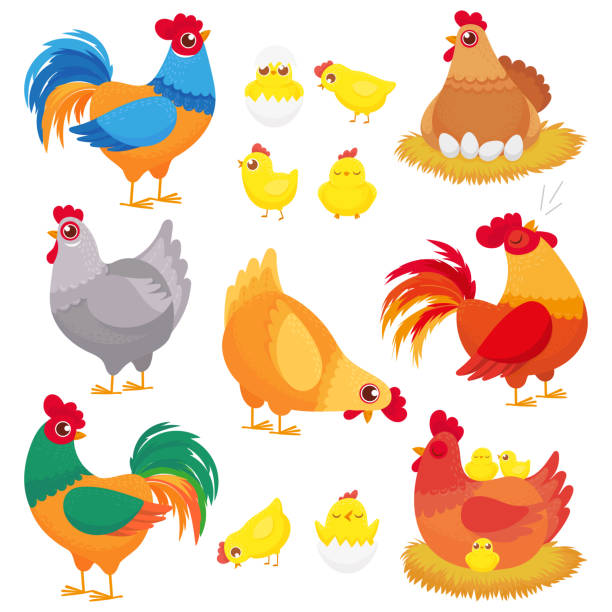 ilustraciones, imágenes clip art, dibujos animados e iconos de stock de lindo pollo doméstico. granja de cría de la gallina, gallo de corral y gallinas con pollos. conjunto de vectores de dibujos animados de gallinas - chicken yellow isolated young animal