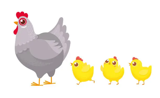 Vector illustration of Chicks following chicken. Spring easter chickens, hatched chick and hen family cartoon vector illustration