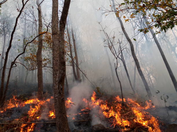 istock Forest fire. Burned trees after wildfire, pollution and a lot of smoke 1130271180