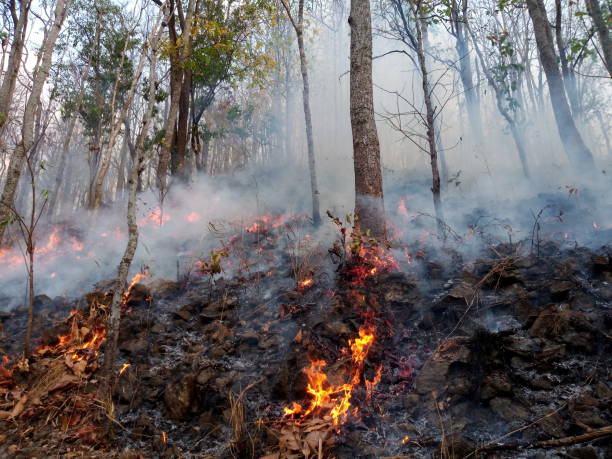 istock Forest fire. Burned trees after wildfire, pollution and a lot of smoke 1130271228