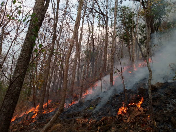 istock Forest fire. Burned trees after wildfire, pollution and a lot of smoke 1130271233