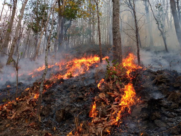 istock Forest fire. Burned trees after wildfire, pollution and a lot of smoke 1130271252