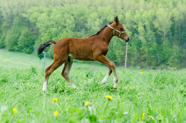istock Horses - mare and foal on meadow - galloping foal 1130271257