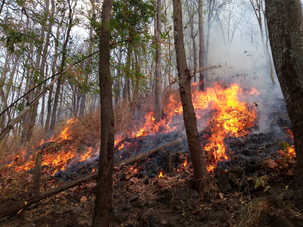 istock Forest fire. Burned trees after wildfire, pollution and a lot of smoke 1130271290
