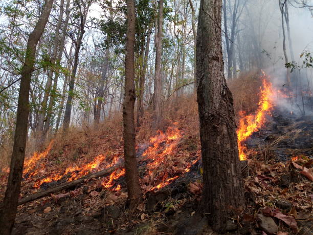 istock Forest fire. Burned trees after wildfire, pollution and a lot of smoke 1130271296