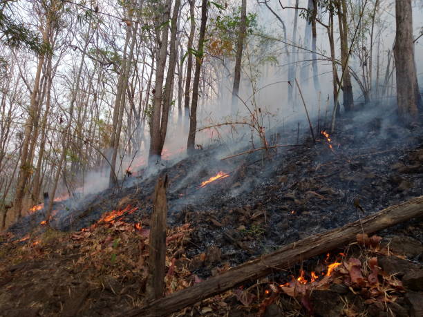 istock Forest fire. Burned trees after wildfire, pollution and a lot of smoke 1130271322