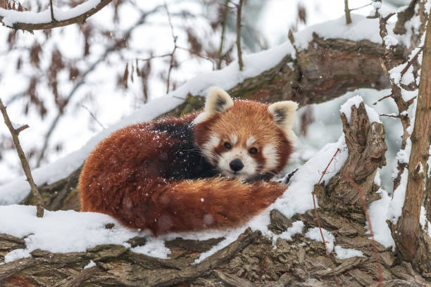 istock Lesser panda curl up in the snow 1130271625