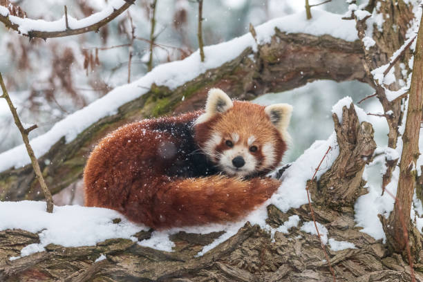 istock Cute fluffy red panda in winter forest 1130272167