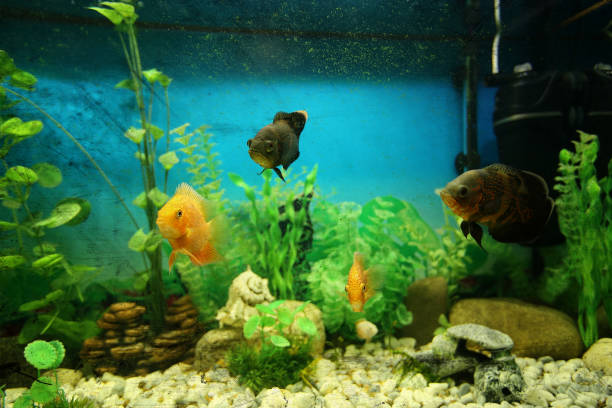 istock Fish in a dirty aquarium 1130272210