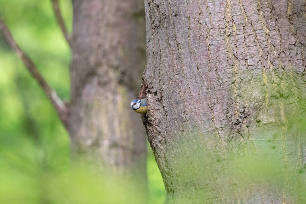 tiny yellow bird with blue cap and white cheeks (cyanistes caeruleus) in summer forest. - bark bird warbler tree trunk imagens e fotografias de stock