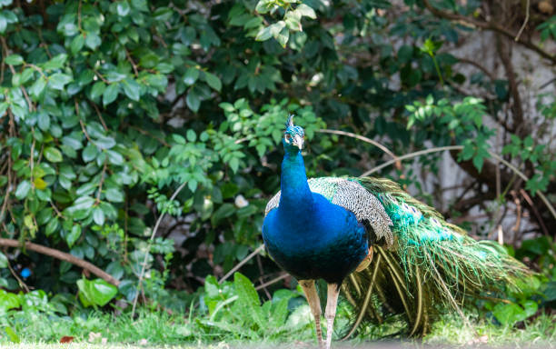 istock Indian Peacock or Blue Peacock, ( Pavo cristatus ), facing camera and showing blue feathers 1130272394