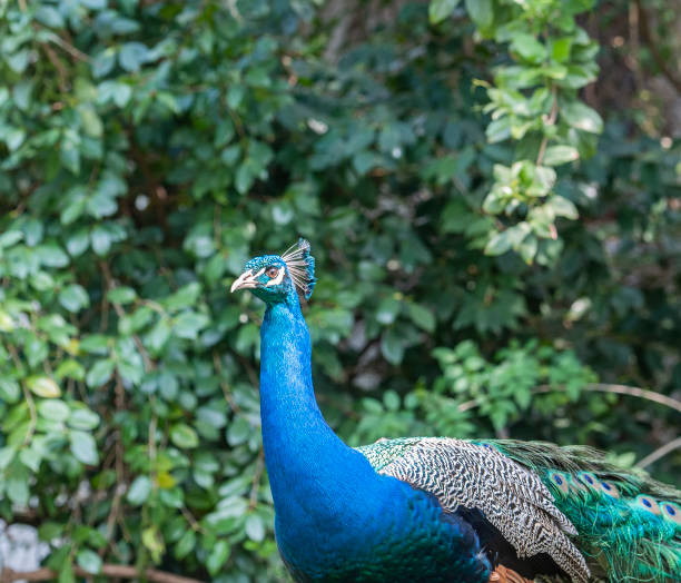 istock Indian Peacock or Blue Peacock, ( Pavo cristatus ), looking to left 1130272512