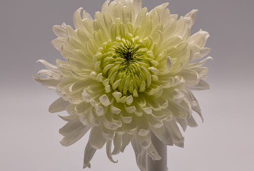 Single chrysanthemum flower and white background￼. Horizontal