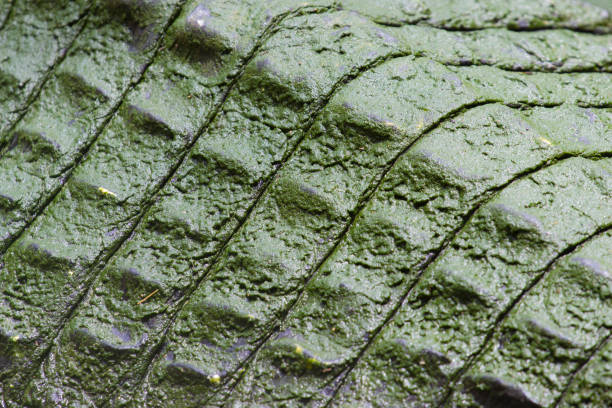 krokodilleder - leather green hide textured effect stock-fotos und bilder