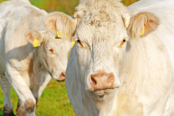 istock White cow on pasture on a sunny autumn day 1130274874