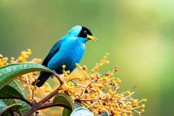 istock A male Green Honeycreeper perching in a Miconia tree. 1130275657
